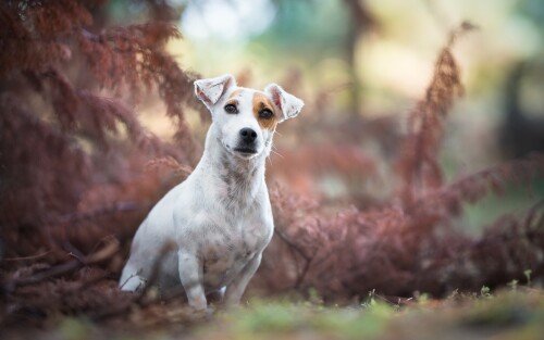 dogs1 0283