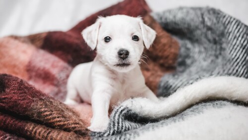 dogs1 0286