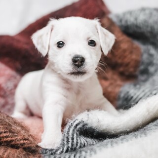 dogs1_0286