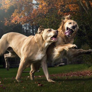 dogs1_0292