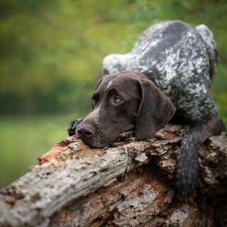 dogs1_0293