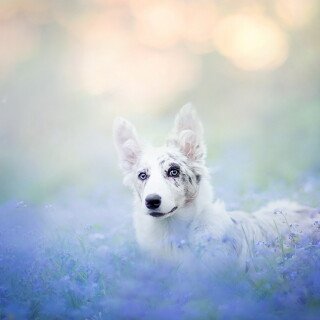 dogs1_0299