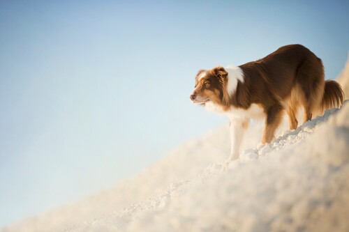 dogs1 0304
