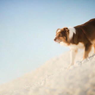 dogs1_0304