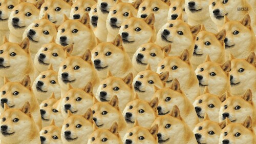 dogs1 0305
