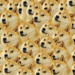 dogs1_0305