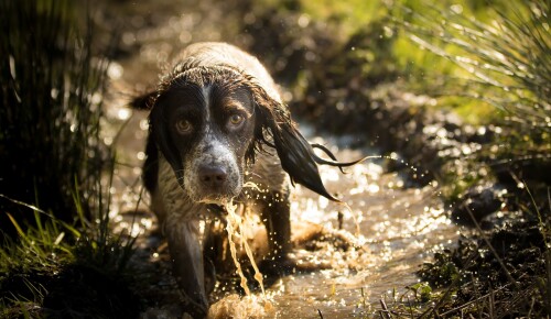 dogs1 0307