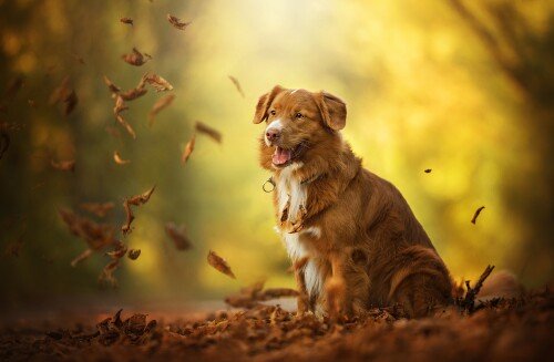dogs1 0309