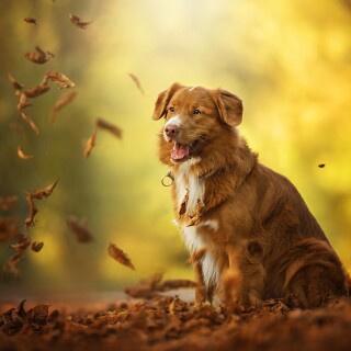 dogs1_0309