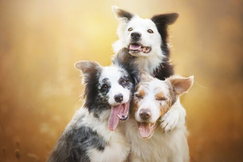 dogs1 0310