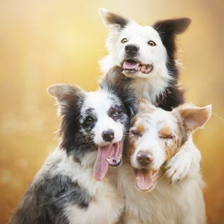 dogs1_0310