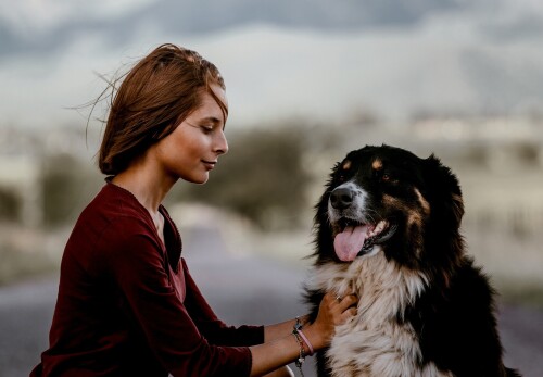 dogs1 0313