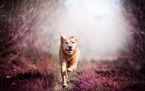 dogs1 0348