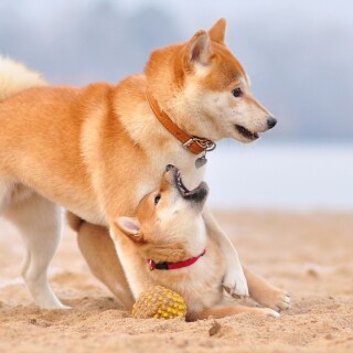 dogs1_0349