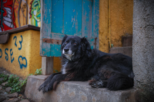 dogs1 0358