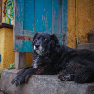 dogs1_0358