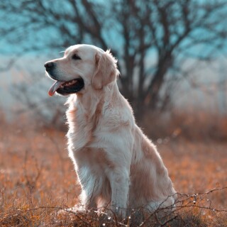 dogs1_0364