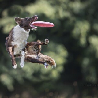 dogs1_0368