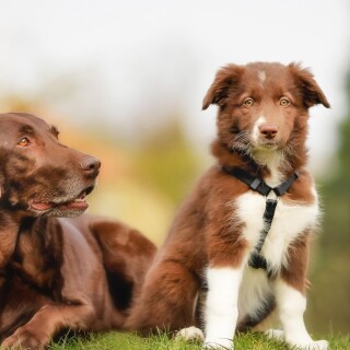 dogs1_0369
