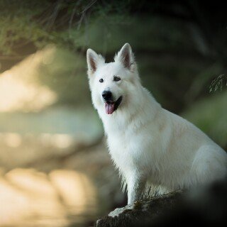 dogs1_0373