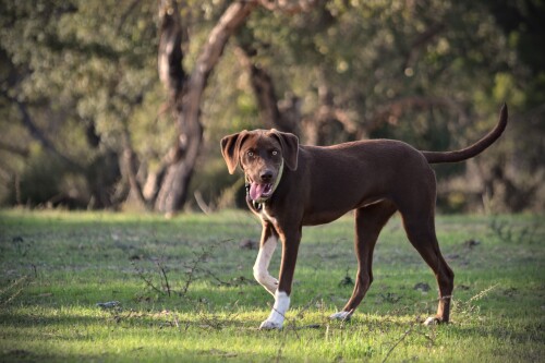 dogs1 0377