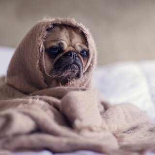 dogs1_0381