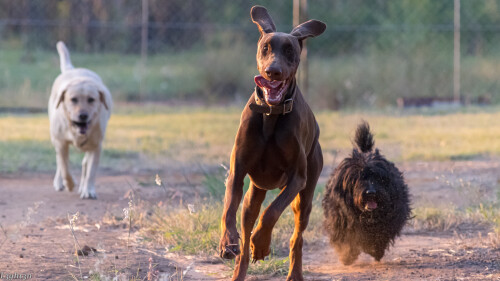 dogs1 0390