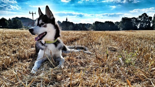 dogs1 0393