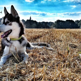 dogs1_0393