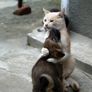 dogs1_0400