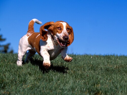 dogs1 0404