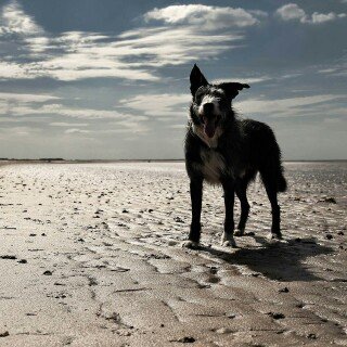 dogs1_0413