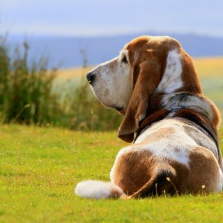 dogs1_0415