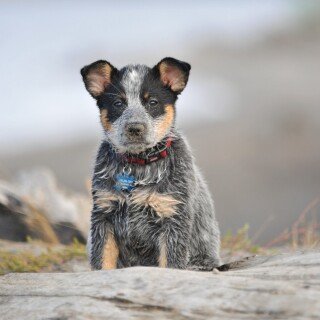 dogs1_0419