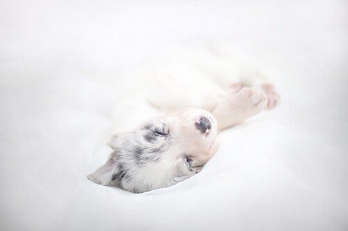 dogs1 0424