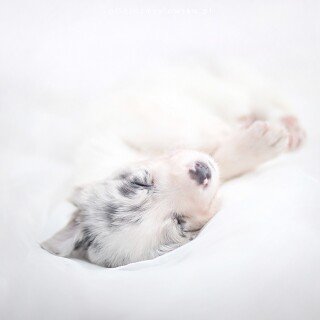 dogs1_0424