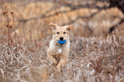 dogs1 0432