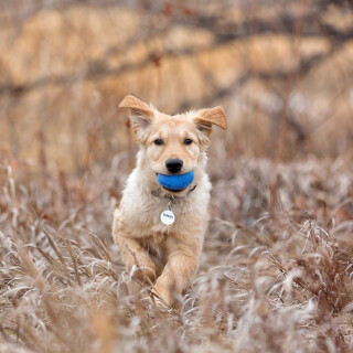 dogs1_0432