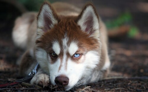 dogs1 0443