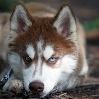 dogs1_0443