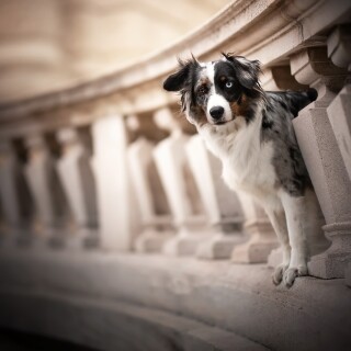 dogs1_0445