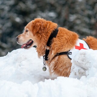 dogs1_0448