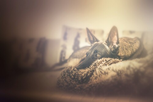 dogs1 0462