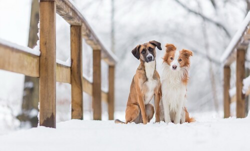 dogs1 0475