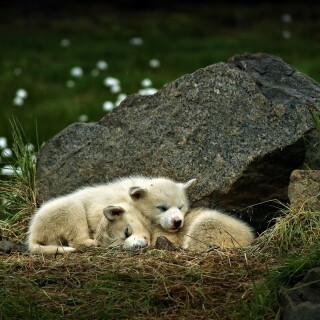 dogs1_0486