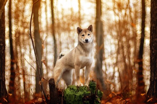 dogs1 0492