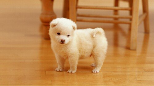 dogs1 0494