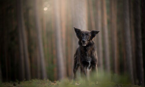 dogs1 0495