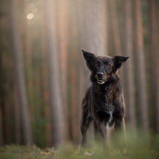 dogs1_0495
