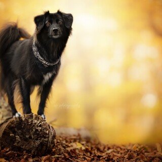 dogs1_0505
